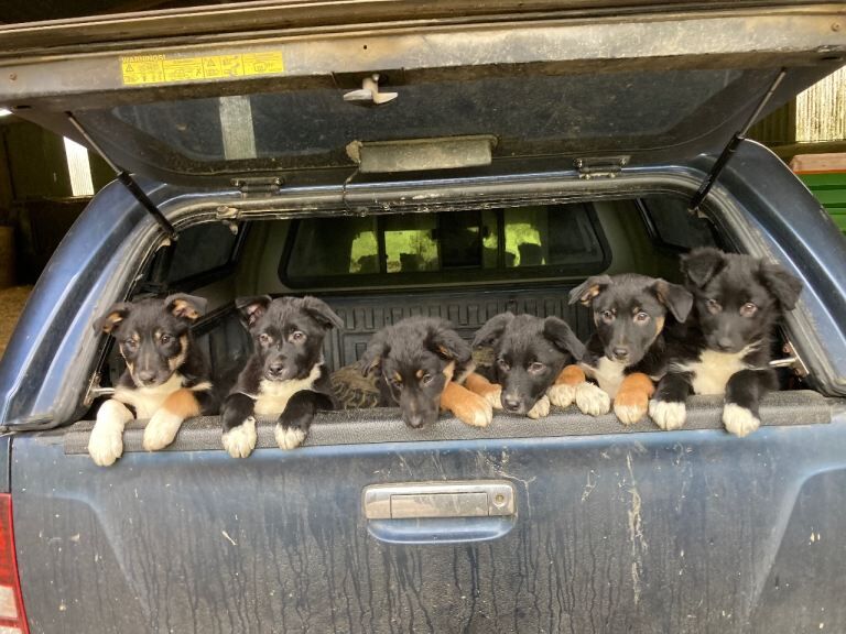 Border Collie puppies for sale in Presteigne, Powys – 10 weeks old