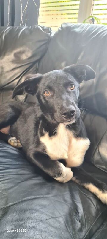 Border Collie puppies for sale in Moortown, West Yorkshire – 11 months old