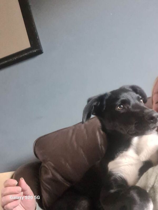 Border Collie puppies for sale in Moortown, West Yorkshire – 11 months old - Image 2 of 4