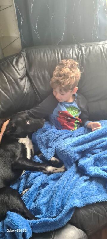 Border Collie puppies for sale in Moortown, West Yorkshire – 11 months old - Image 3 of 4