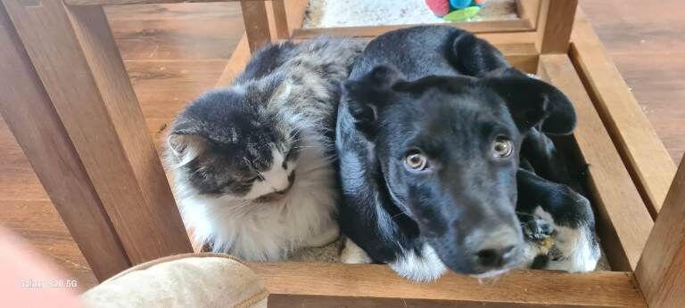 Border Collie puppies for sale in Moortown, West Yorkshire – 11 months old - Image 4 of 4