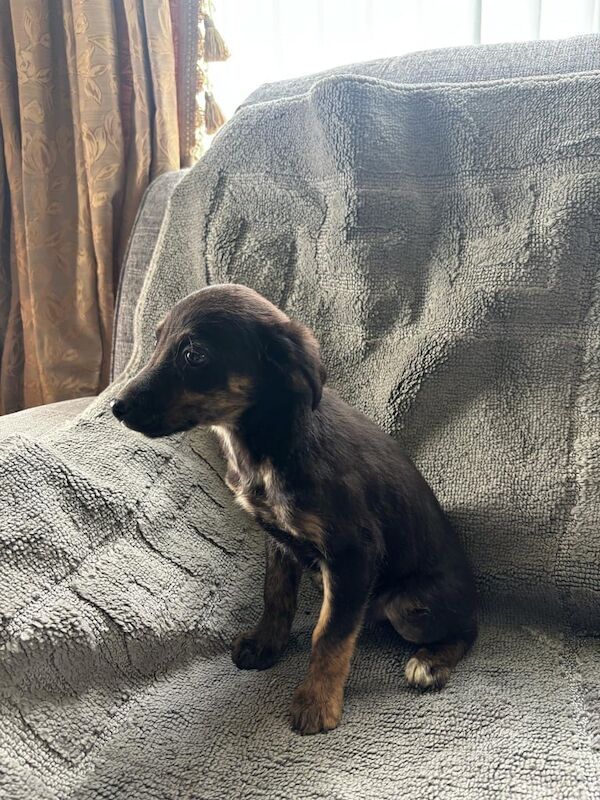 Collie X Springer spaniel puppies for sale in Kilmarnock, Ayrshire and Arran - Image 2