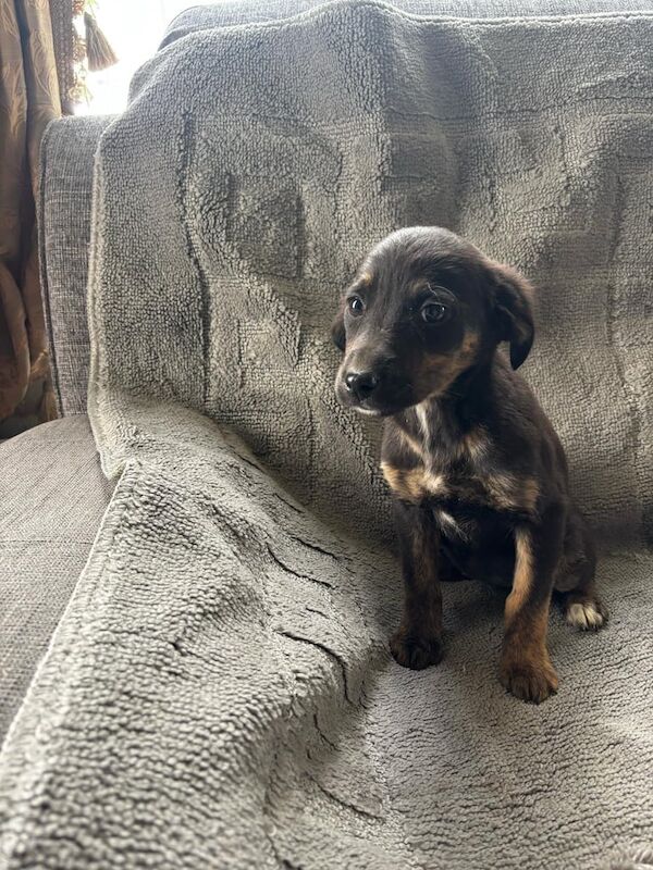 Collie X Springer spaniel puppies for sale in Kilmarnock, Ayrshire and Arran - Image 3