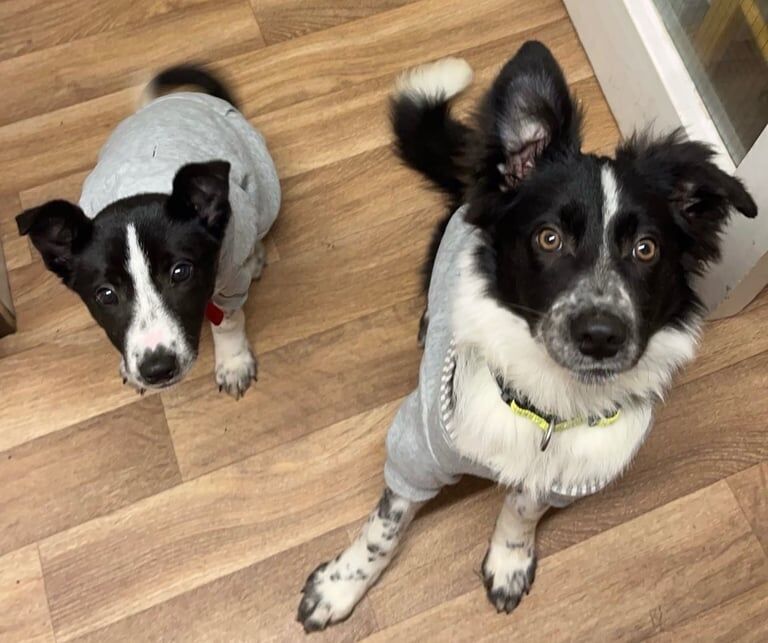 Collies for sale in Thurso, Caithness