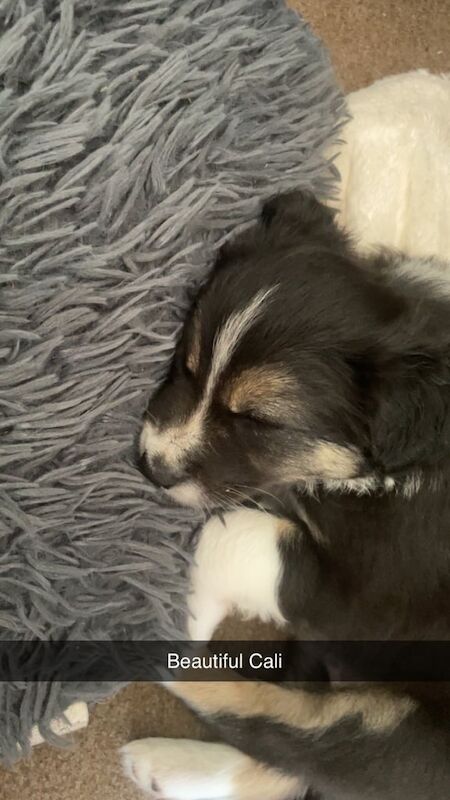 Border Collie puppies for sale in Elgin, Moray – 6 weeks old