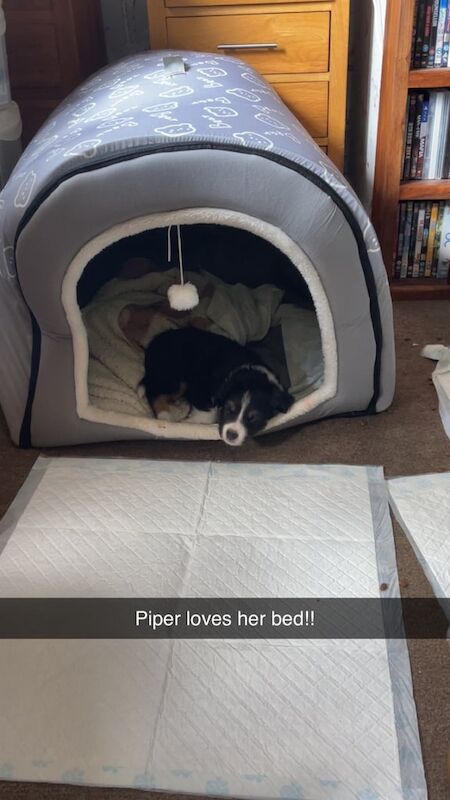Border Collie puppies for sale in Elgin, Moray – 6 weeks old - Image 2 of 3