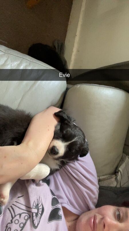 Border Collie puppies for sale in Elgin, Moray – 6 weeks old - Image 3 of 3