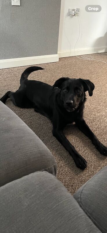 Border Collie puppies for sale in Darlington, Durham – 10 months old