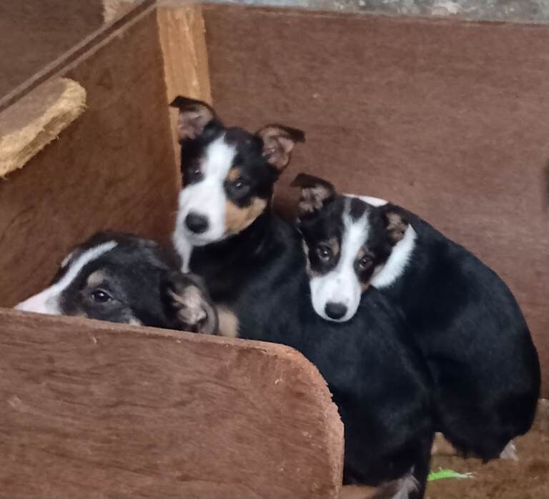 Border Collie puppies for sale in Cumnock, Ayrshire and Arran – 3 months old