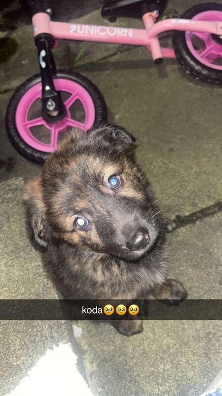 Border Collie puppies for sale in Newtownards, County Down – 12 weeks old