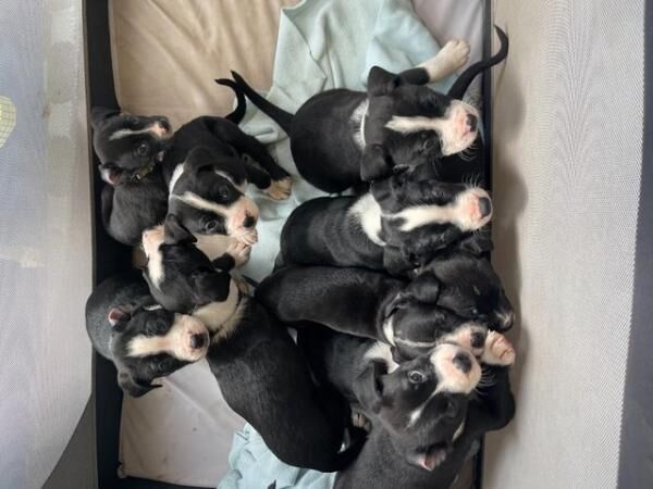 Eight week old puppies. Alapha Blue Bull Dog/ Border Collie for sale in Rixton, Cheshire