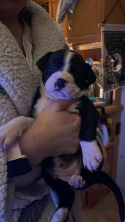 Eight week old puppies. Alapha Blue Bull Dog/ Border Collie for sale in Rixton, Cheshire - Image 5