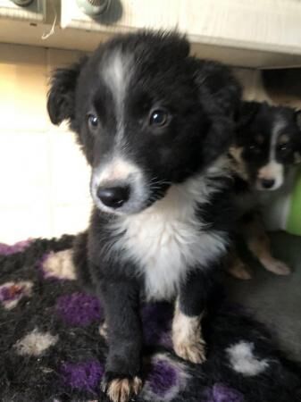 Energetic Welsh border collie puppies for sale in Prestatyn, Denbighshire - Image 1