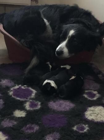 Energetic Welsh border collie puppies for sale in Prestatyn, Denbighshire - Image 2
