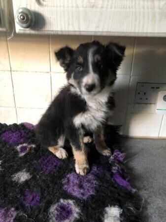 Energetic Welsh border collie puppies for sale in Prestatyn, Denbighshire - Image 3