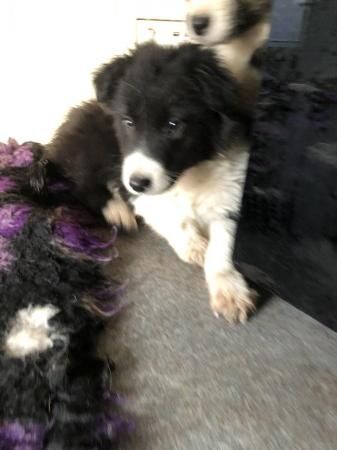 Energetic Welsh border collie puppies for sale in Prestatyn, Denbighshire - Image 4