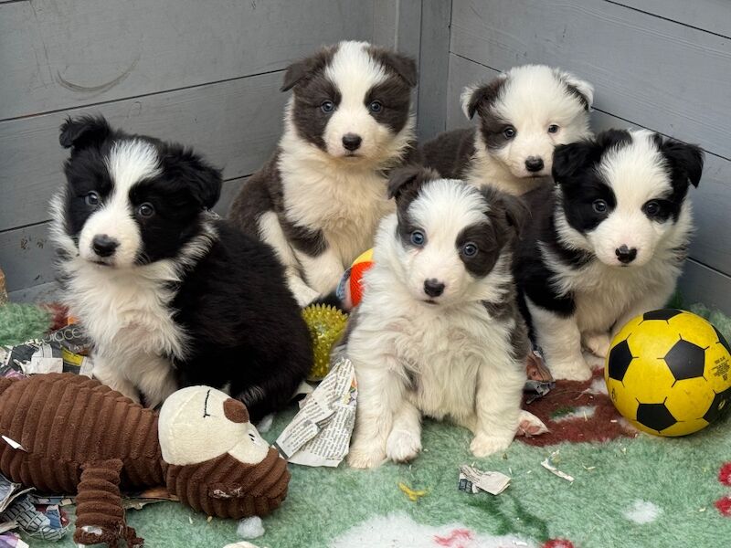 Border Collie puppies for sale in Belper, Derbyshire – KC registered, 6 weeks old