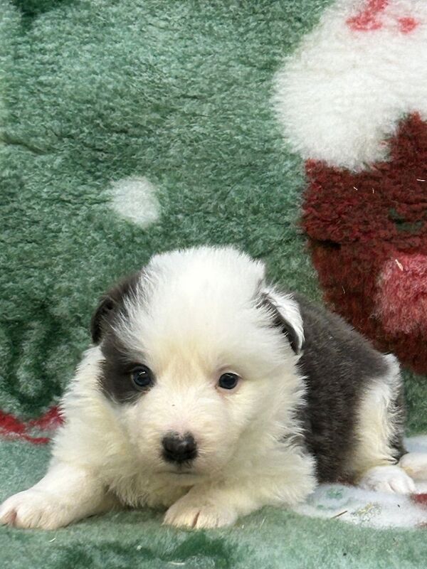 Border Collie puppies for sale in Belper, Derbyshire – KC registered, 8 weeks old - Image 4 of 15