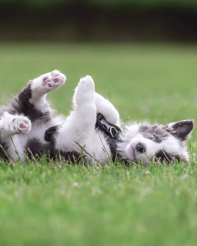Border Collie puppies for sale in Belper, Derbyshire – KC registered, 8 weeks old - Image 14 of 15