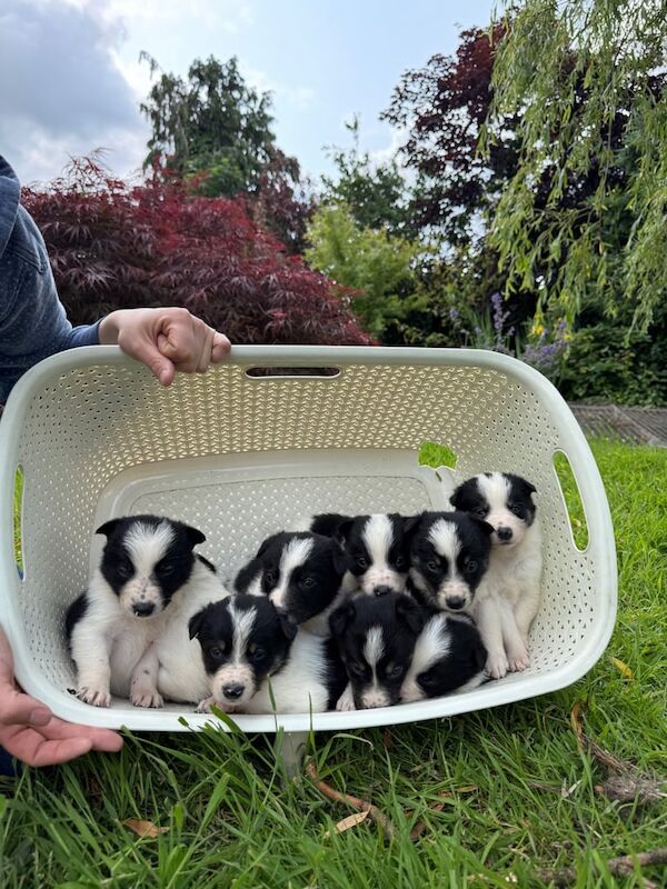 Fabulous Border Collie Puppies 🐶 for sale in Carmarthen / Caerfyrddin, Dyfed