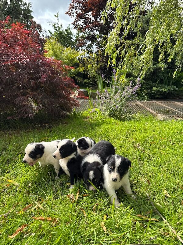 Fabulous Border Collie Puppies 🐶 for sale in Carmarthen / Caerfyrddin, Dyfed - Image 2
