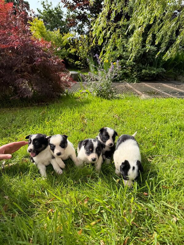 Fabulous Border Collie Puppies 🐶 for sale in Carmarthen / Caerfyrddin, Dyfed - Image 3