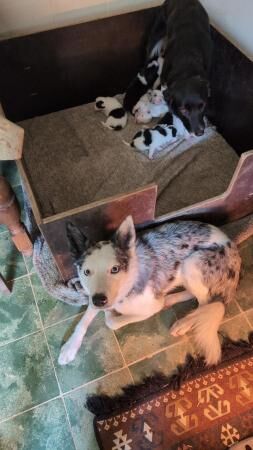 Farm bred collie blue Merl puppys for sale in Hythe, Kent - Image 2
