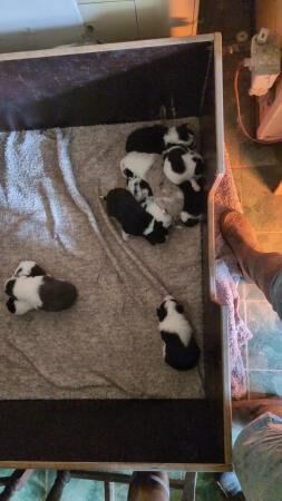 Farm bred collie blue Merl puppys for sale in Hythe, Kent - Image 3