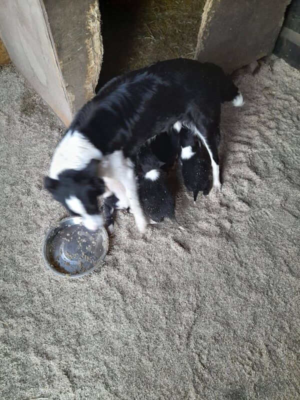 Border Collie puppies for sale in South Lanarkshire – 7 weeks old