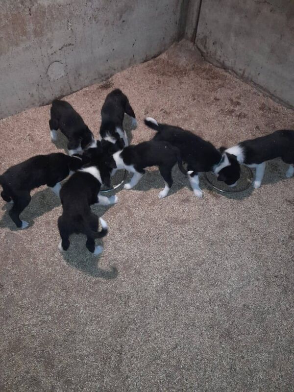 Border Collie puppies for sale in South Lanarkshire – 7 weeks old - Image 3 of 3