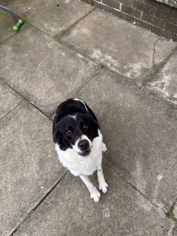 Female border collie - 2 years old. for sale in Craigavon, County Armagh