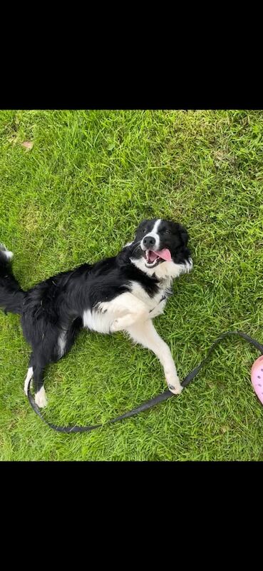 Border Collie puppies for sale in Dromore , County Tyrone – 7 months old
