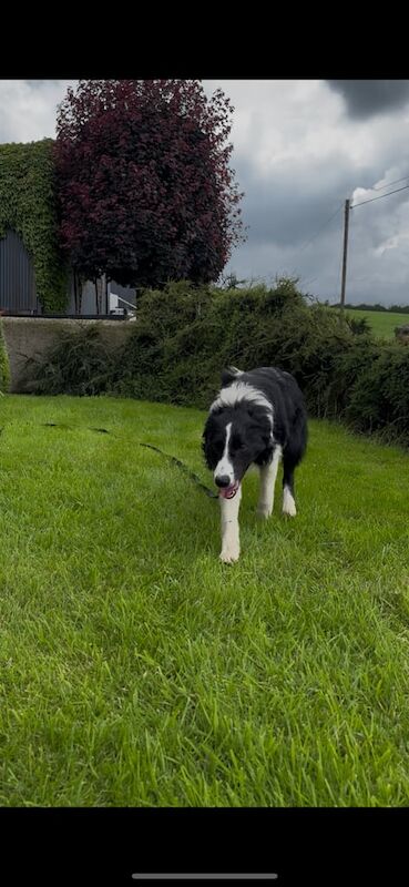Border Collie puppies for sale in Dromore , County Tyrone – 7 months old - Image 2 of 3