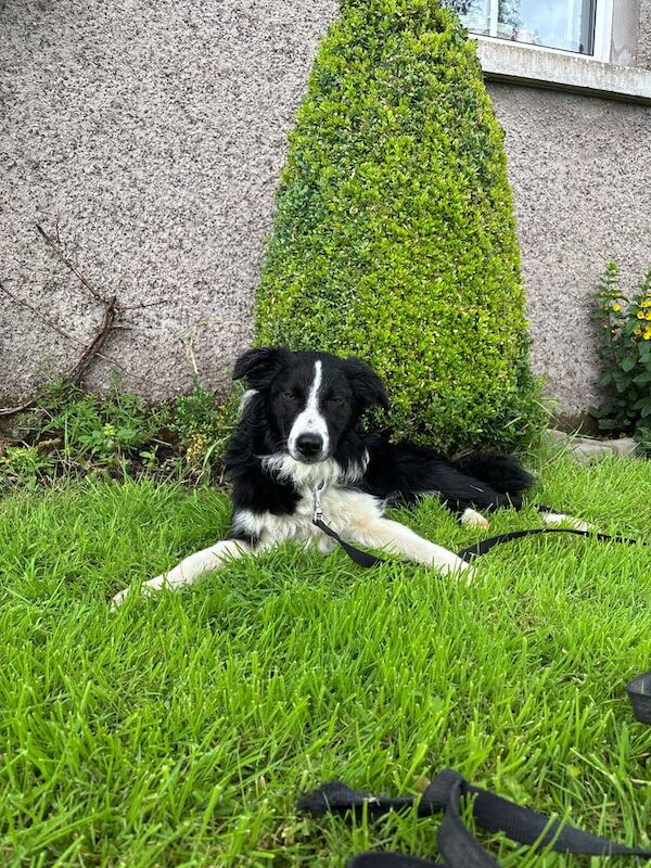 Border Collie puppies for sale in Dromore , County Tyrone – 7 months old - Image 3 of 3