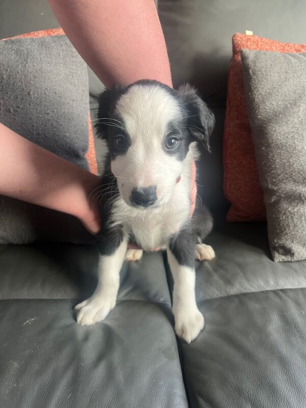 Border Collie puppies for sale in West Calder, West Lothian – 9 weeks old