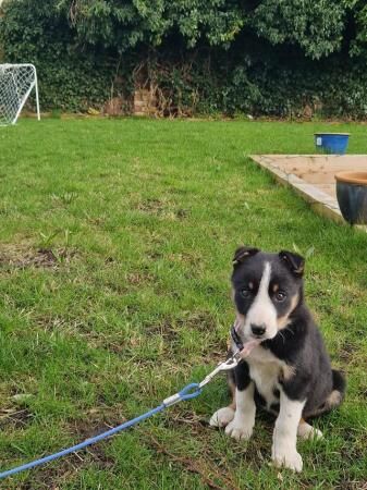 Female Welsh Border collie for sale in Oswestry/Croeswallt, Shropshire - Image 2