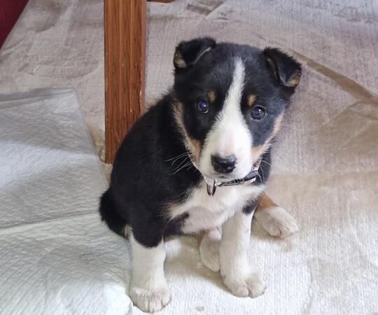 Female Welsh Border collie for sale in Oswestry/Croeswallt, Shropshire - Image 3