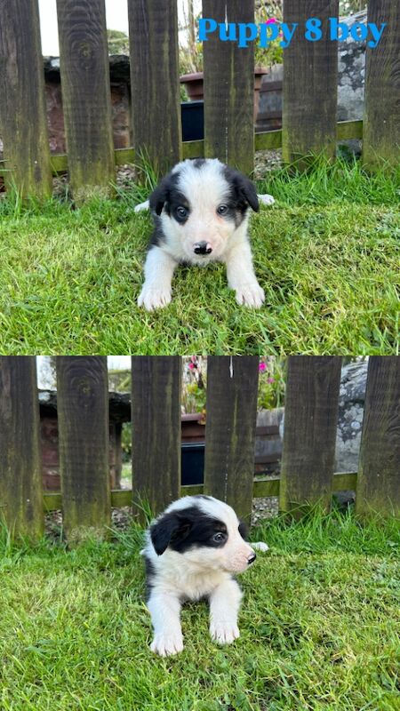Fluffy Tri Colour Puppies Ready to Go for sale in Welshpool/Y Trallwng, Powys | Image 2