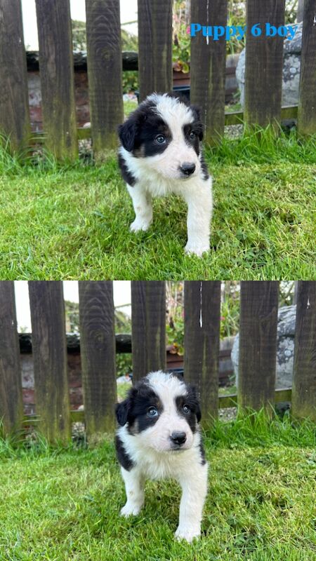 Fluffy Tri Colour Puppies Ready to Go for sale in Welshpool/Y Trallwng, Powys | Image 3