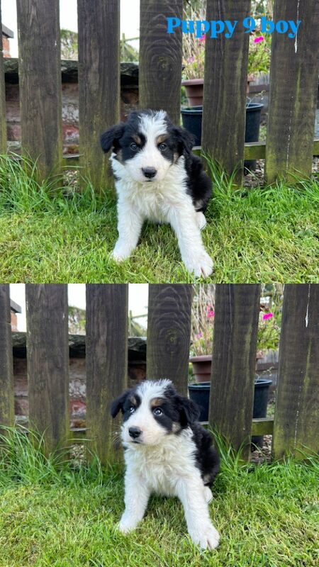 Fluffy Tri Colour Puppies Ready to Go for sale in Welshpool/Y Trallwng, Powys | Image 4