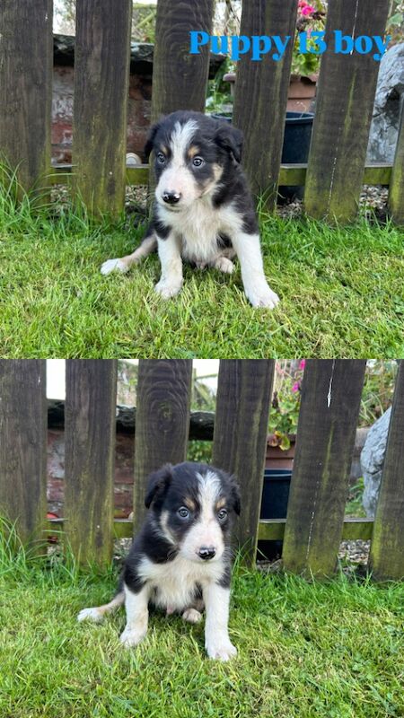Border Collie puppies for sale in Welshpool/Y Trallwng, Powys – 11 months old - Image 5 of 15