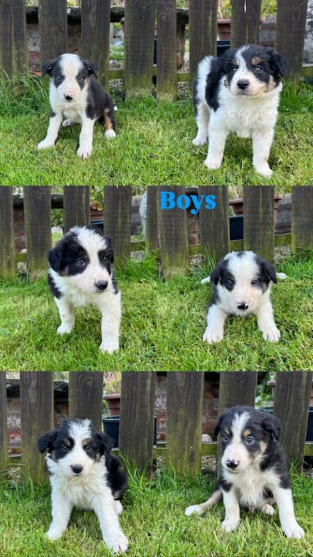 Border Collie puppies for sale in Welshpool/Y Trallwng, Powys – 11 months old - Image 6 of 15