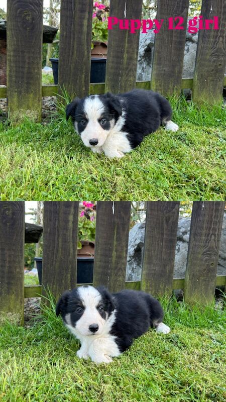 Border Collie puppies for sale in Welshpool/Y Trallwng, Powys – 11 months old - Image 7 of 15