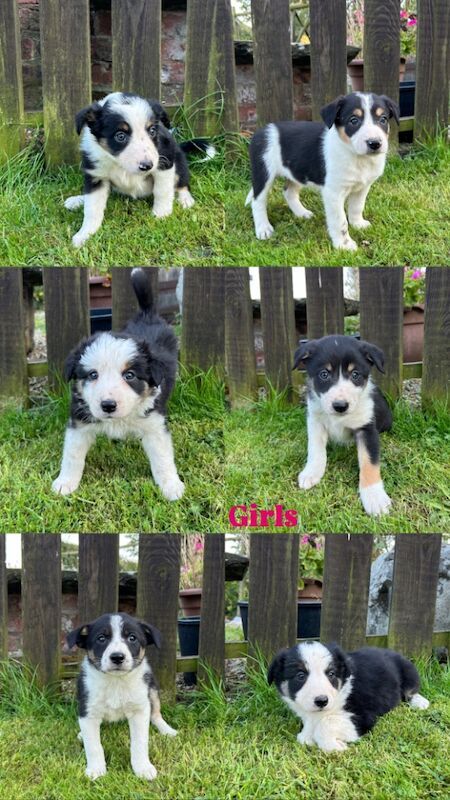 Border Collie puppies for sale in Welshpool/Y Trallwng, Powys – 11 months old - Image 8 of 15