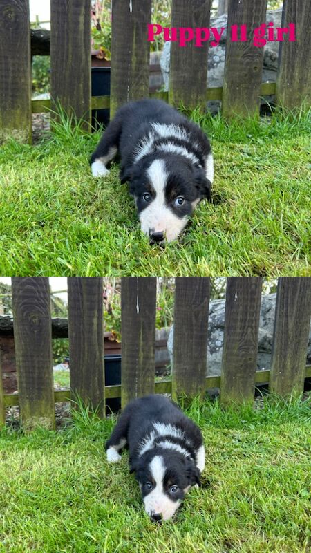Border Collie puppies for sale in Welshpool/Y Trallwng, Powys – 11 months old - Image 9 of 15