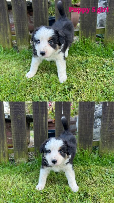 Border Collie puppies for sale in Welshpool/Y Trallwng, Powys – 11 months old - Image 10 of 15