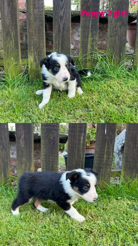 Border Collie puppies for sale in Welshpool/Y Trallwng, Powys – 11 months old - Image 11 of 15