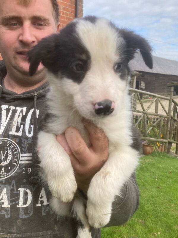 Border Collie puppies for sale in Welshpool/Y Trallwng, Powys – 11 months old - Image 12 of 15