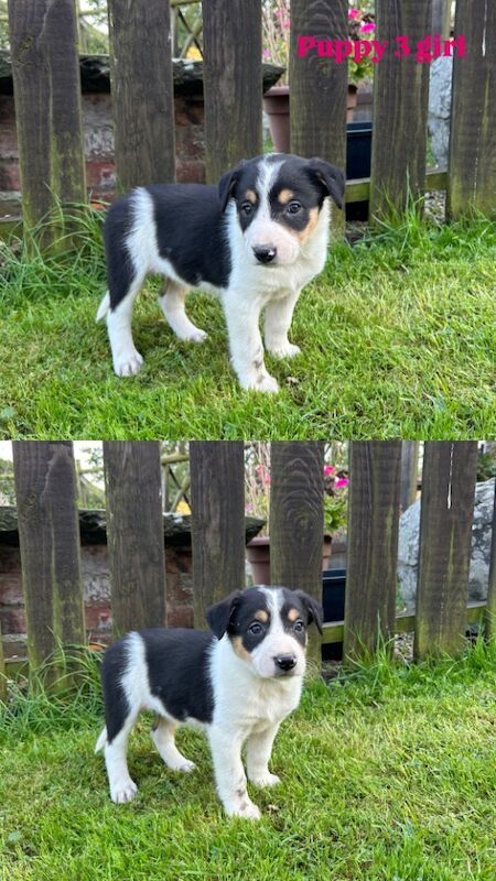 Border Collie puppies for sale in Welshpool/Y Trallwng, Powys – 11 months old - Image 13 of 15