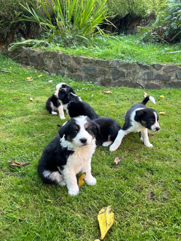 Border Collie puppies for sale in Welshpool/Y Trallwng, Powys – 11 months old - Image 14 of 15